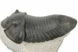 Bargain, Inflated Wenndorfia Trilobite - Composite Head #190160-1